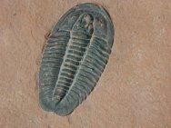 Coosella Trilobite