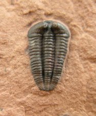 Menomonia Trilobites