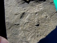 Oryctocephalinae trilobite Carrera Formation