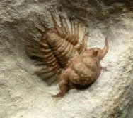 Acanthopyge consanguinea Oklahoma Trilobites