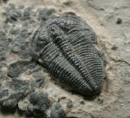 Altiocculus Trilobite