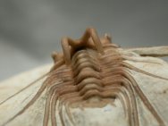 Dicranurus hamatus elegantus Oklahoma Trilobites Haragan Formation