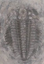 Irvingella Trilobite
