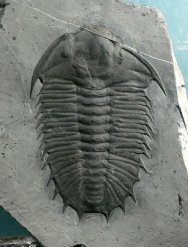 Olenoides