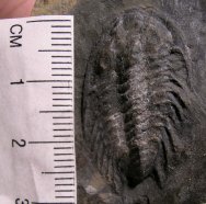 Ptarmigania  trilobites