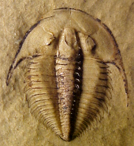 Achlysopsis Trilobite