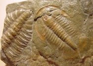 Glyphaspis capella