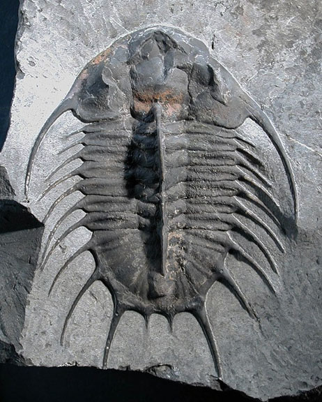 Olenoides Trilobite from Marjum Formation