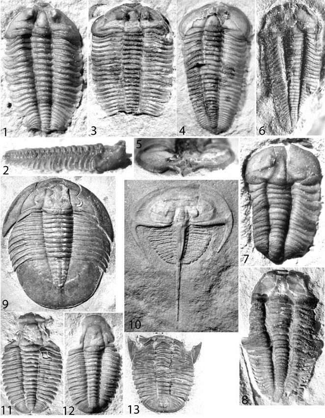 Modocia weeksensis