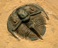 Genevievella granulatus Trilobite