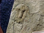 Albertella longwelli Trilobite