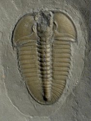 Bathyuriscus fimbriatus