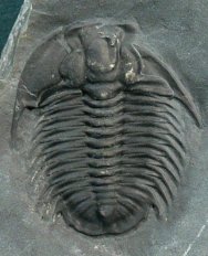 Bathyuriscus wasatchensis