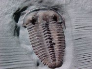 Elrathina Trilobite from Marjum Formation