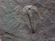 Glyphaspis