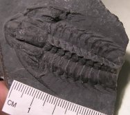 Kootenia Trilobite