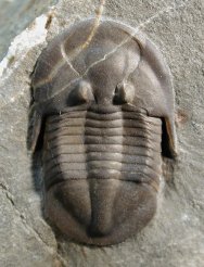 Lachnostoma latucelsum