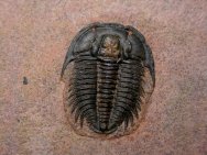 Modocia typicalis Trilobite