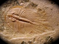 Olenellus fowleri Trilobite