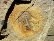 Olenellus chiefensis Trilobite
