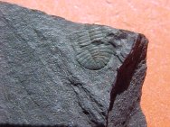 Tonkinella