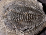 Wujiajiania Trilobites