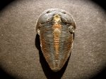 Altiocculus harrisi