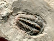 Bolaspidella drumensis trilobites from Drum Mountains Utah