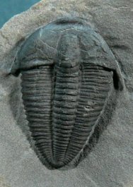 Bolaspidella wellsvillensis
