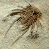  Ceratonurus Oklahoma Trilobites Haragan Formation