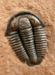 Coosella sp. Type 2