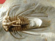 Dicranurus Oklahoma Trilobite