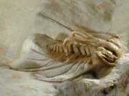 Dicranurus Oklahoma Trilobite