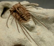 Dicranurus hamatus elegantus  Oklahoma Trilobite
