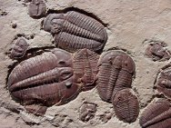 Elrathia kingii