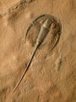 Gerospina schachti Trilobites from Weeks Formation