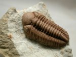 Kainops raymondi Oklahoma Trilobites