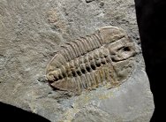 Kootenia Trilobite Marjum Formation