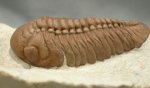 Lochovella deckeri Oklahoma Trilobites