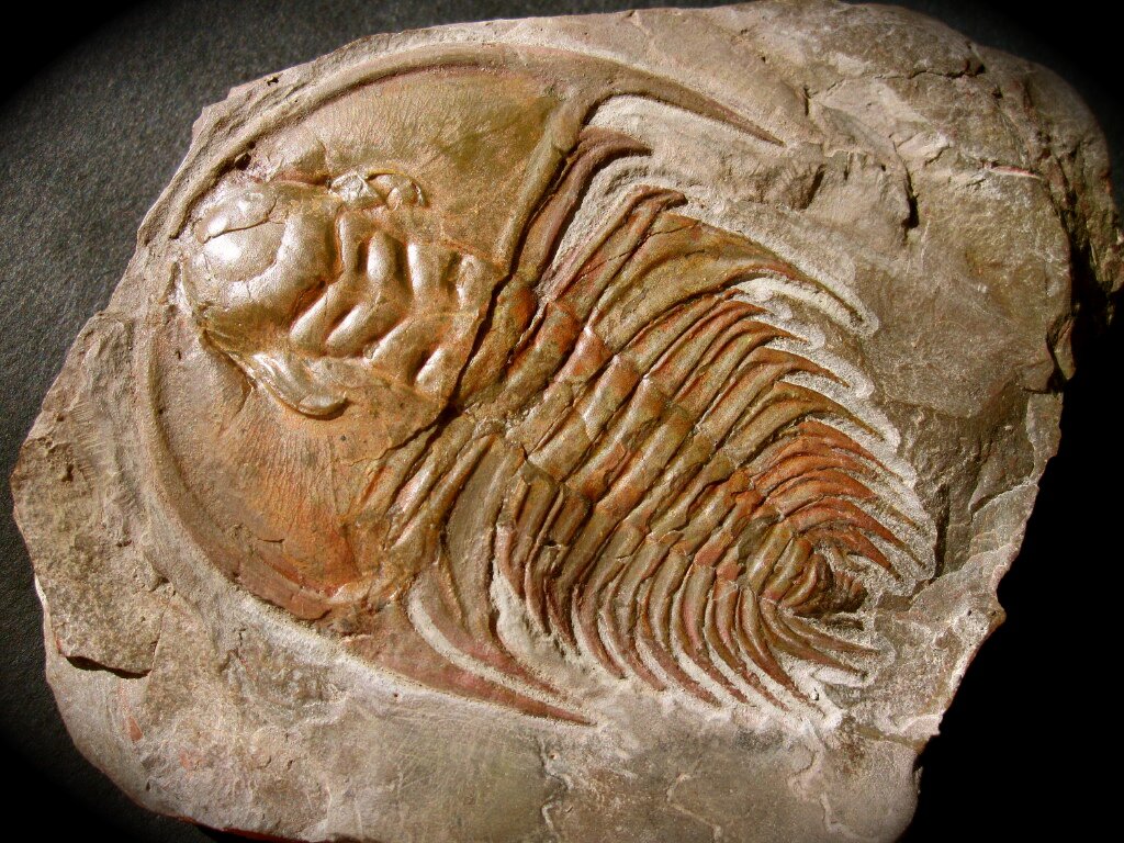 Исследование ископаемых остатков вымерших животных лабораторная работа. Fossil Трилобит. Трилобит окаменелость камни. Фоссилии окаменелости. Трилобиты и аммониты.