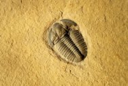 Modocia hewlisca Trilobite