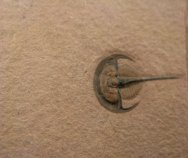 Norwoodia bellaspina Trilobites from Weeks Formation
