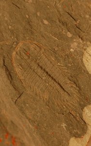 Oryctocephalus nyensis Trilobite  from Monolo Formation in California