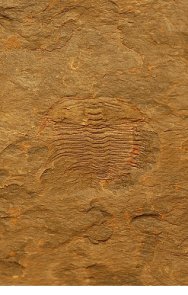 Oryctocephalus orientalis Trilobite  from Monolo Formation in California