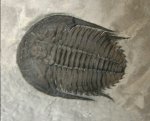 Orygmaspis contracta Trilobite