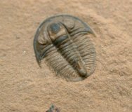 Weeksina unispina Trilobites from Weeks Formation